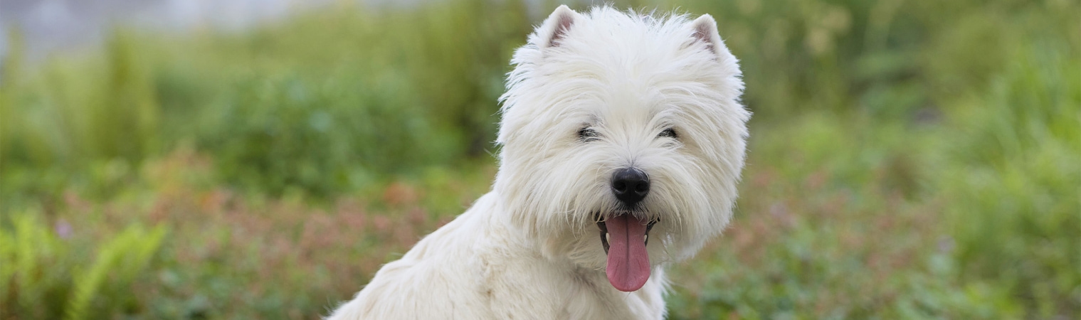 west-highland-white-terrier.jpg