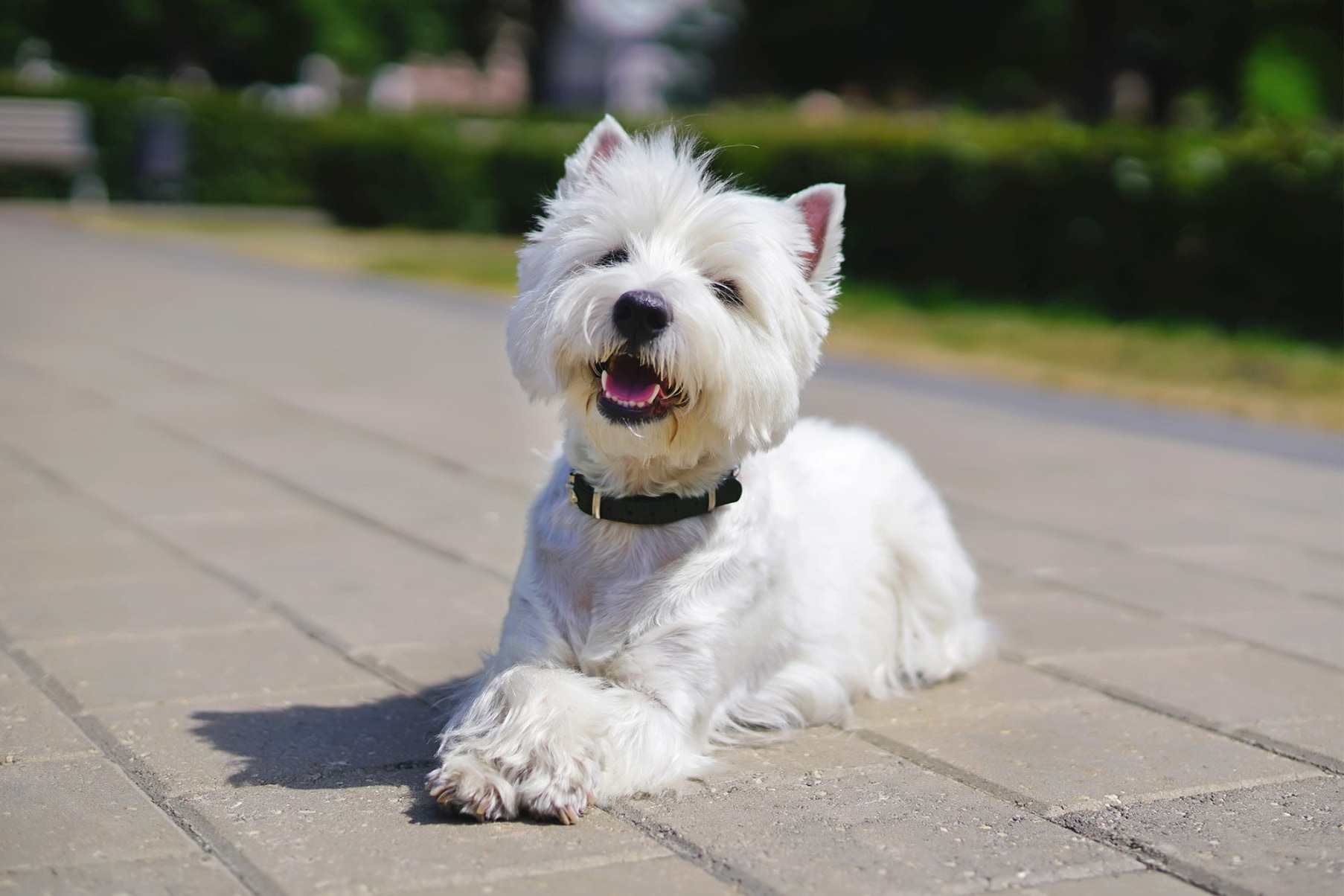 westie-dog-cute.jpg