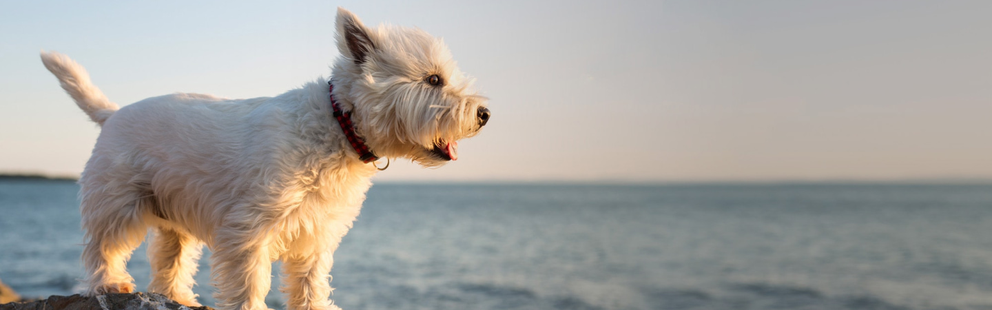 westie-ocean-view.jpg