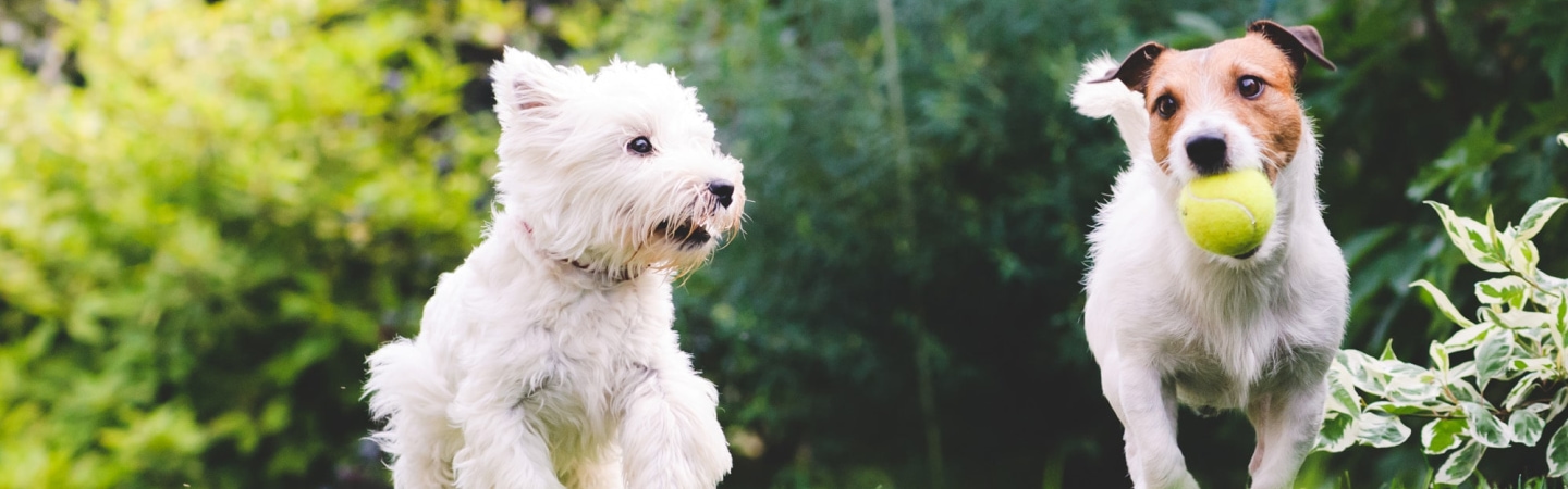 westie-owner-breeders.jpg